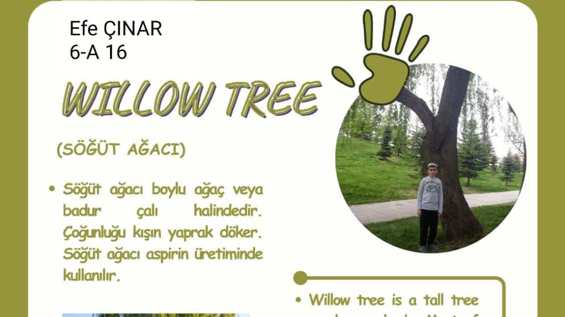 E-Twinning - Çevremdeki Ağaçlar Öğrenmeye Değer